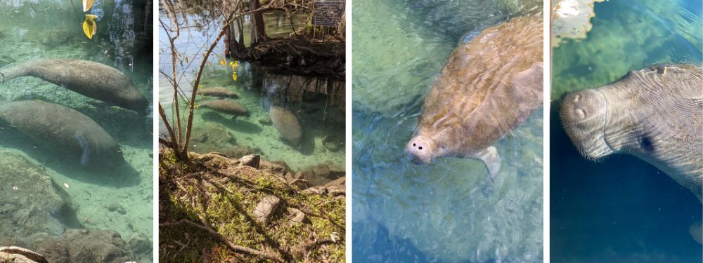 Manatees: Gentle Giants of the Gulf | How to protect and admire manatees