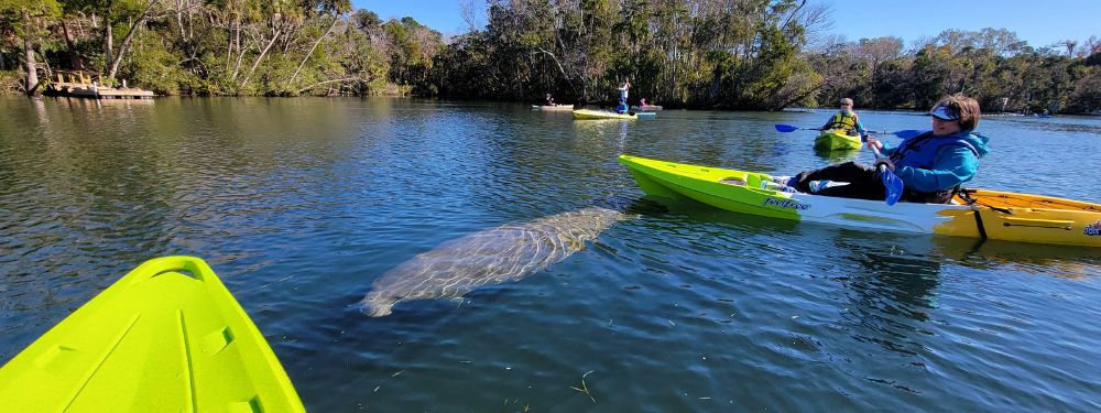Manatees: Gentle Giants of the Gulf | How to protect and admire manatees