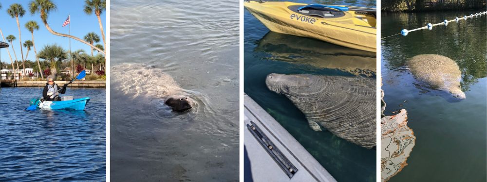 Manatees: Gentle Giants of the Gulf | How to protect and admire manatees