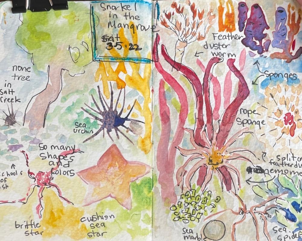 snorkeling in panama watercolor by brenda porter